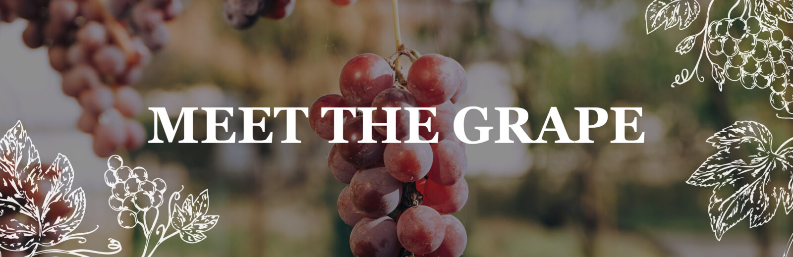 Meet The Grape   ... Grenache