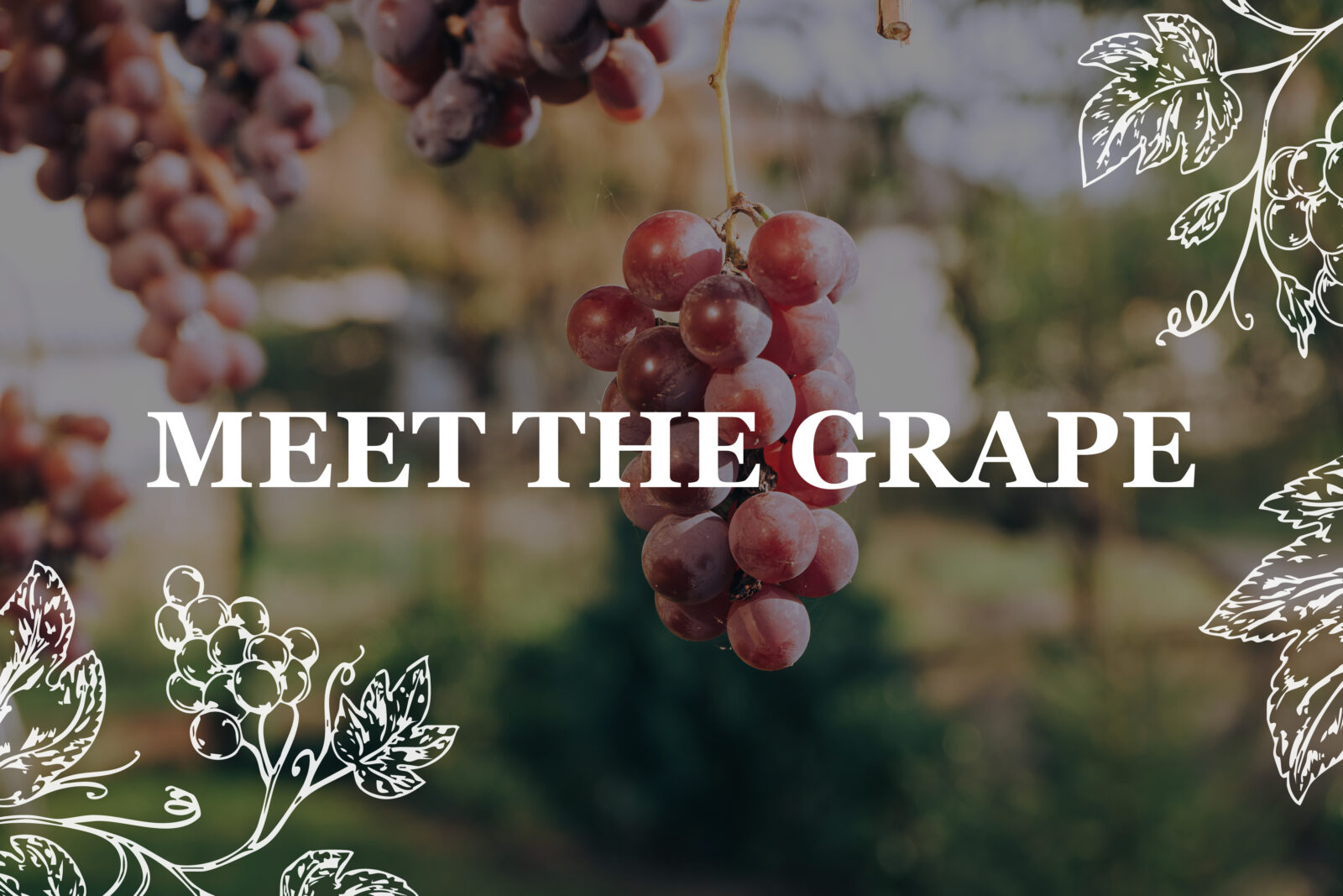 Meet The Grape   ... Chardonnay